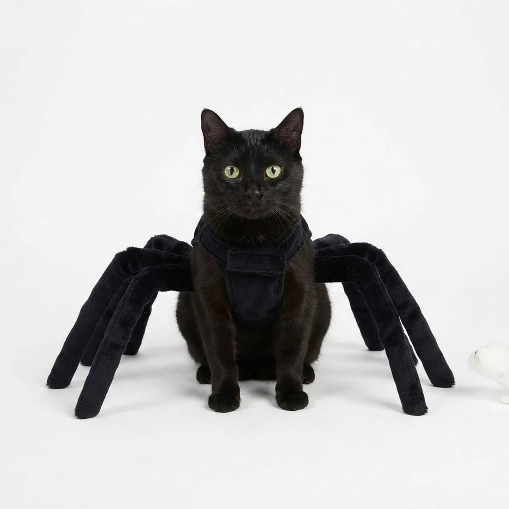 Halloween spidercat