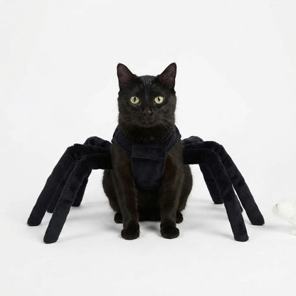 Halloween spidercat
