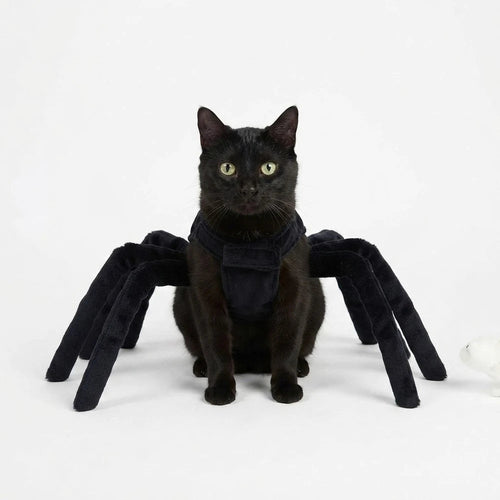 Halloween spidercat