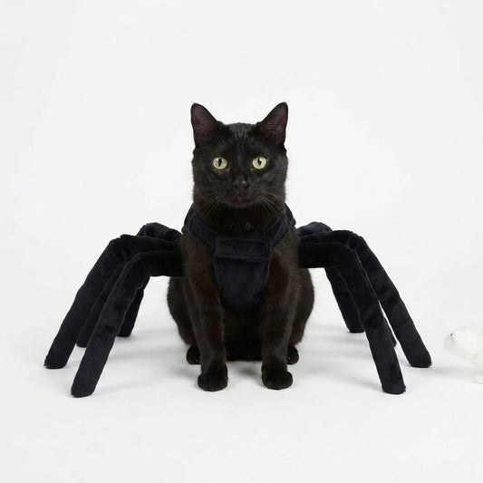 Halloween spidercat