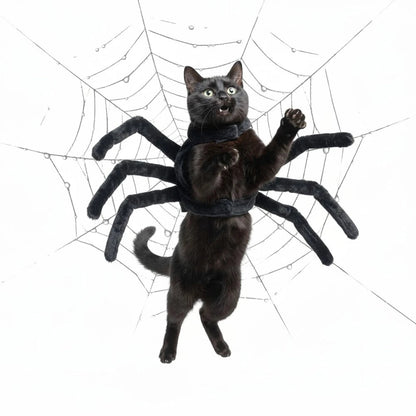 Halloween spidercat