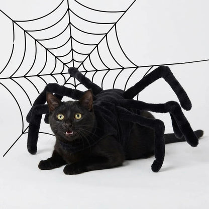Halloween spidercat